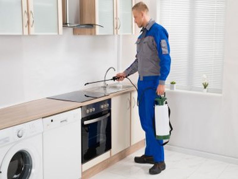 Sydney Pest Control: The Importance of Proper Cleaning Practices in Pest Prevention